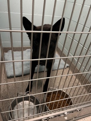 View Dax the Dog Photo #1