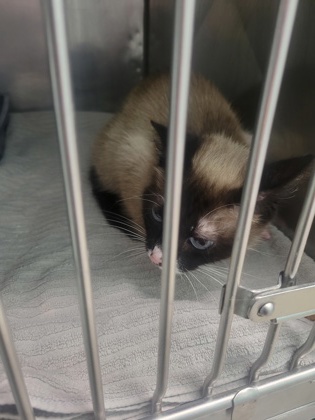 View Frost the Cat Photo #2