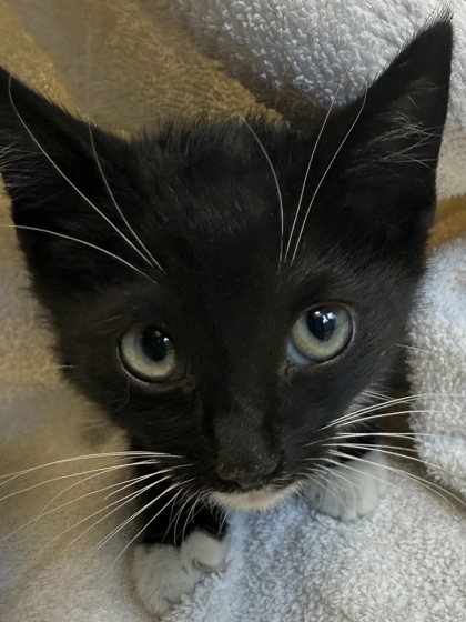 Help Rehome This Cat Cat