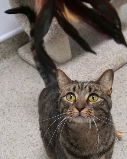 View Rosie the Cat Photo #2