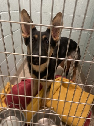 View Hali the Dog Photo #1