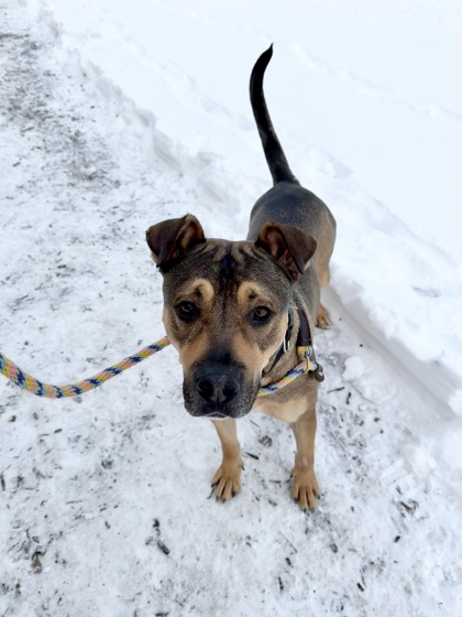 View Odin the Dog Photo #2