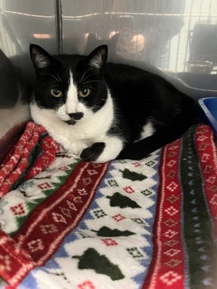 View Cleo the Cat Photo #2