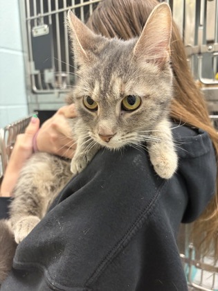 View Chickpea the Cat Photo #1