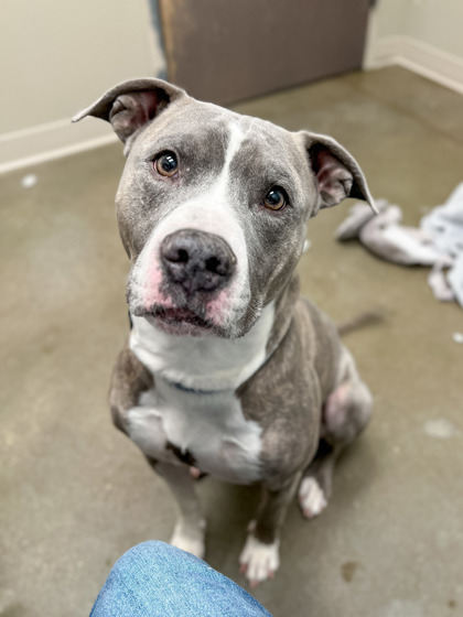 View Tommy the Dog Photo #2