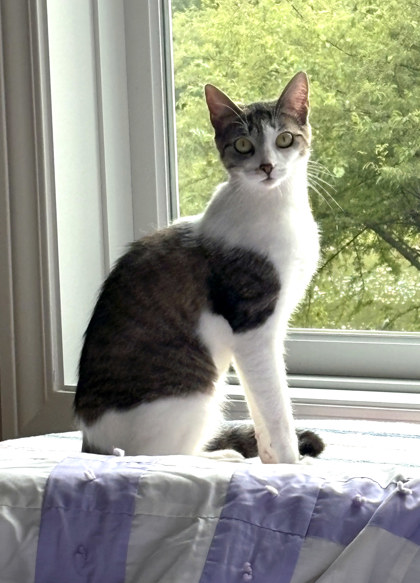 View Paramore (in Foster) the Cat Photo #2