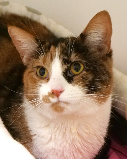 View Calypso the Cat Photo #1