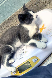 View Ronnie the Cat Photo #2