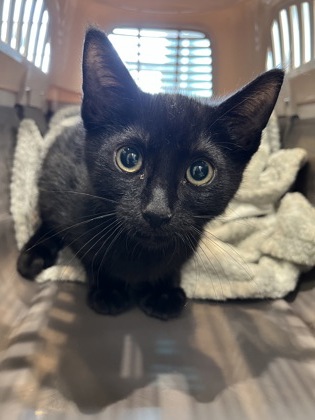 Help Rehome This Cat Cat