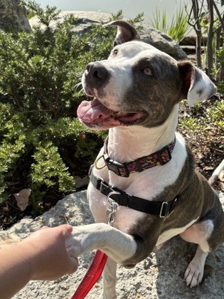 View Romeo the Dog Photo #2