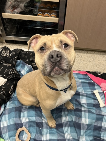 View Banks the Dog Photo #1