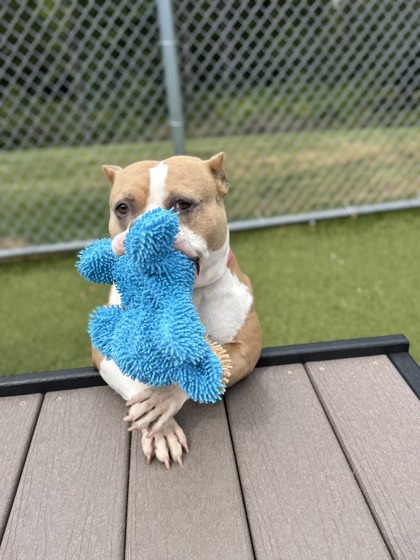 View Precious (in Foster) the Dog Photo #3
