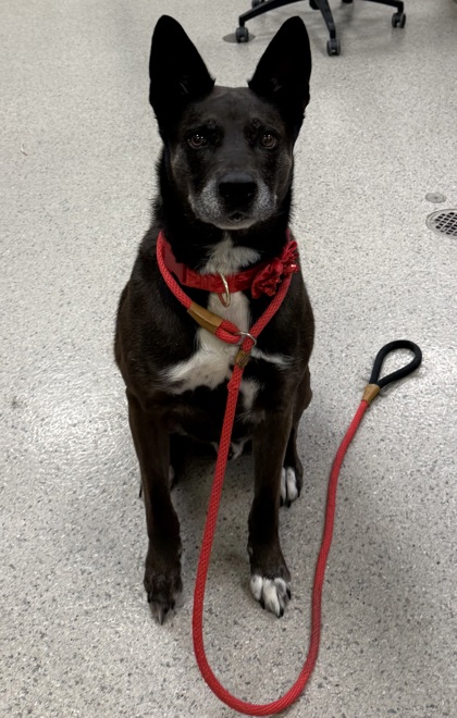 Photo of Loki