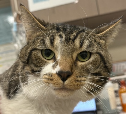 View Charli the Cat Photo #1