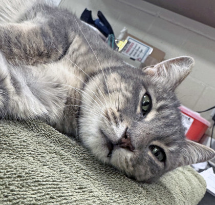 View Kitty the Cat Photo #1