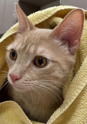 View Apricot Jam the Cat Photo #2