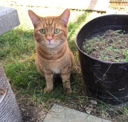 View Werther's Butterscotch the Cat Photo #3