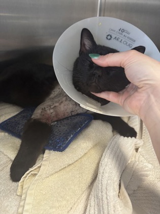 View Found Cat Photo #1