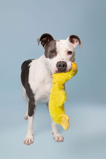 APOLLO - Pit Bull Terrier / Mix available for adoption