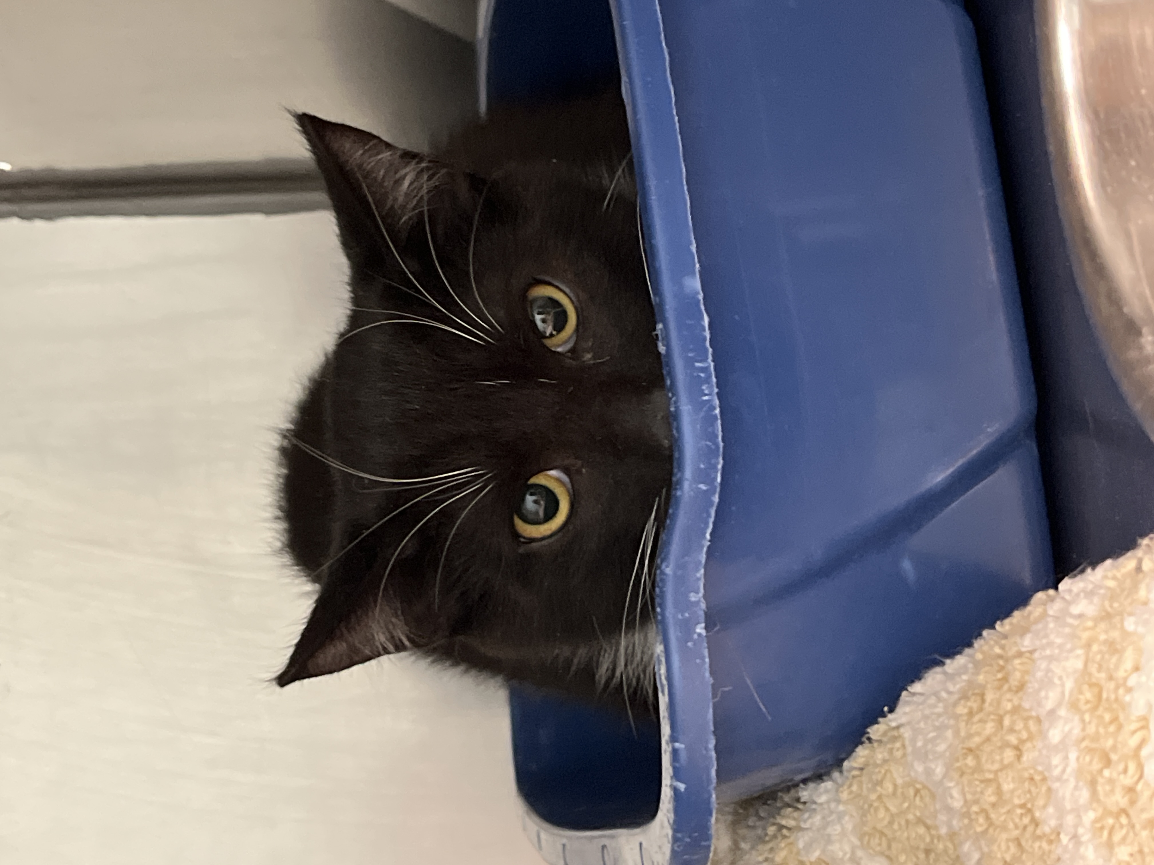 Learn More About Blue Razz