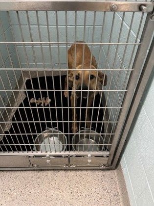 View Utah the Dog Photo #1