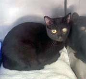 View Squirrel the Cat Photo #2