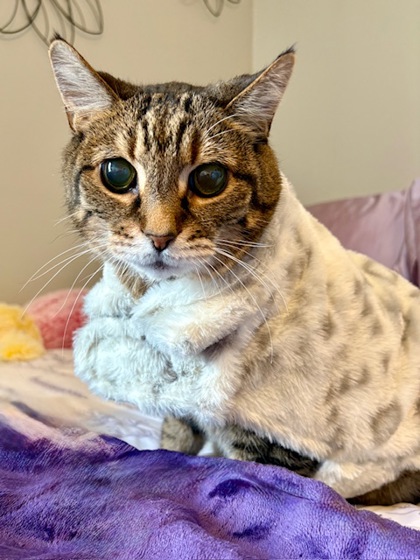 View Poppy (in Foster) the Cat Photo #2