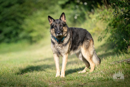 View Chucky the Dog Photo #3