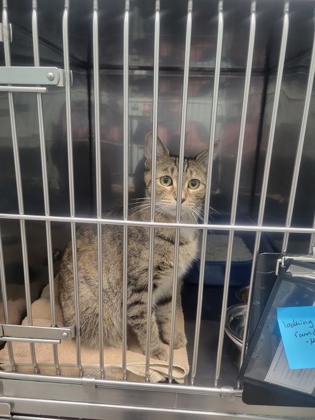 View Found Cat Photo #1