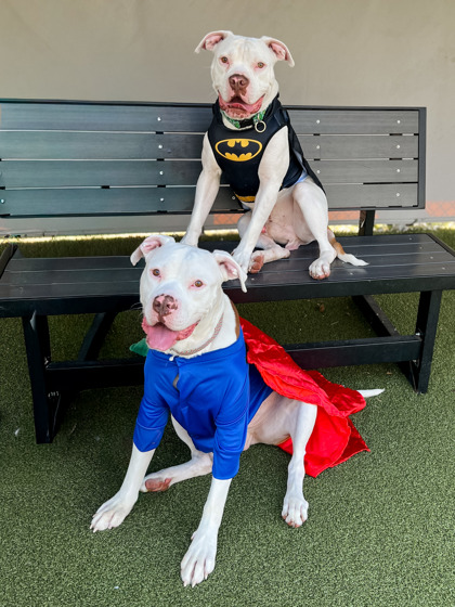 BEAR (BONDED TO TYSON) - American Bulldog / Mix available for adoption