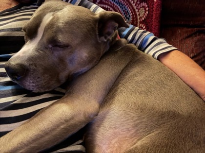 View Miss Sissy (In Foster) the Dog Photo #1