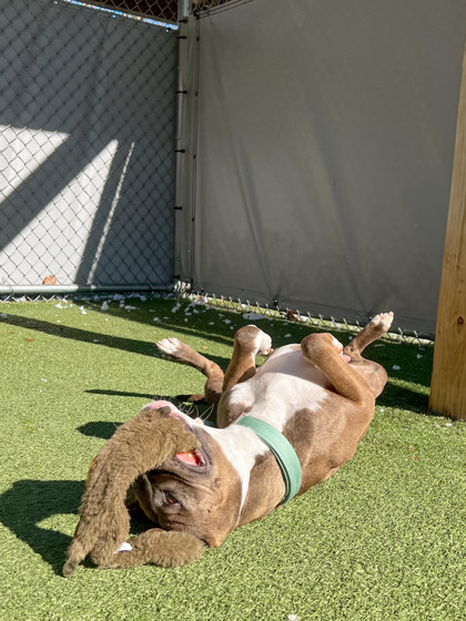 View Mama Mia the Dog Photo #2