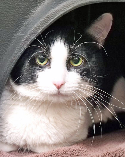 Learn More About Kodak