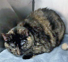 Spice (Bonded to Ginger)