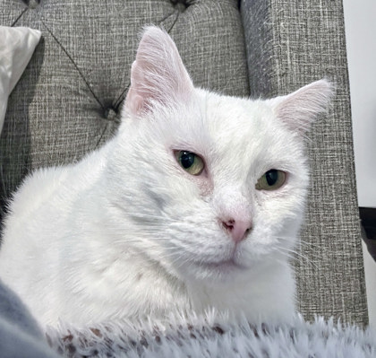 View Snow Princess the Cat Photo #2