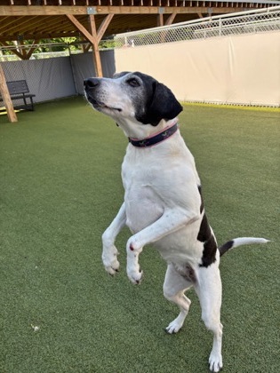 View Elsie (in Foster) the Dog Photo #2