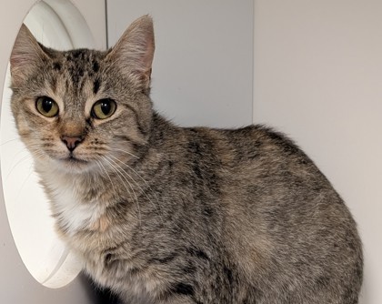 View Vip the Cat Photo #2