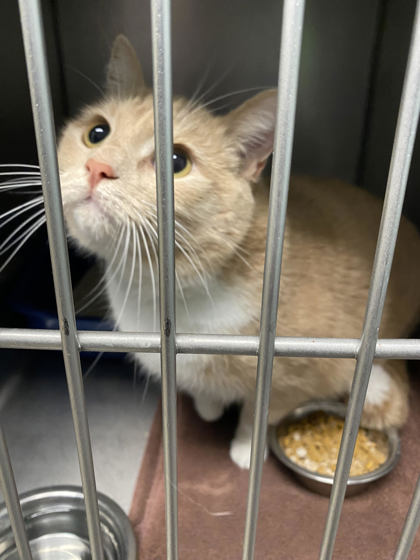 View Miss Boo the Cat Photo #2