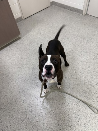 View Reed the Dog Photo #2