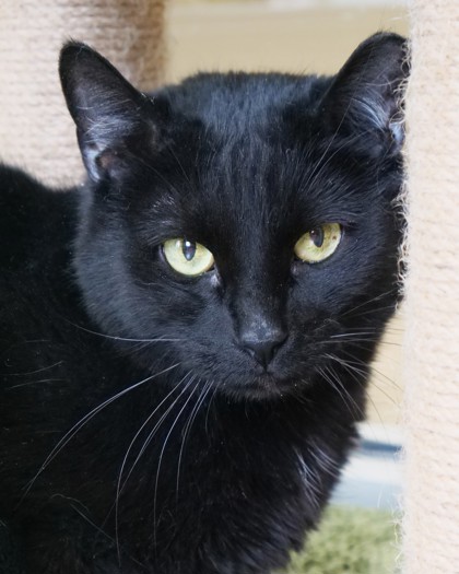 Learn More About Midnight