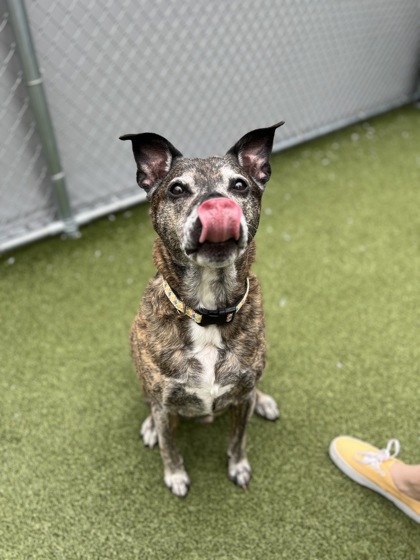 View Omni (in Foster) the Dog Photo #1