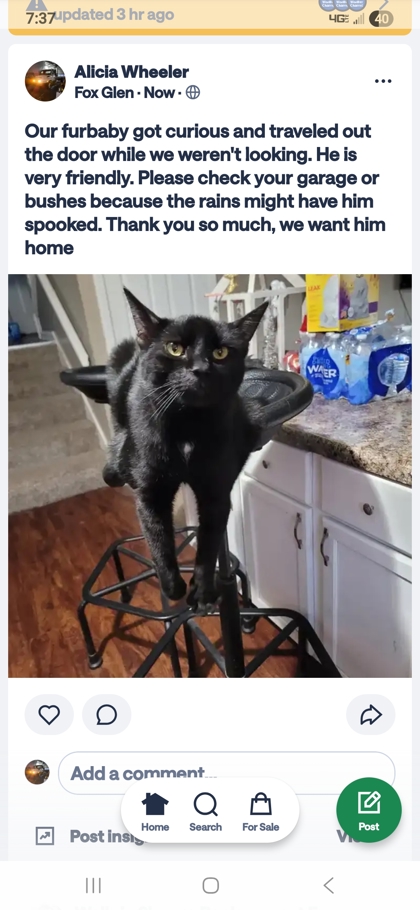 Cat