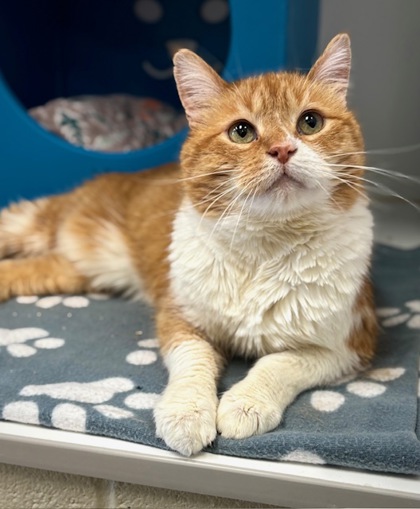 View Waffle the Cat Photo #1