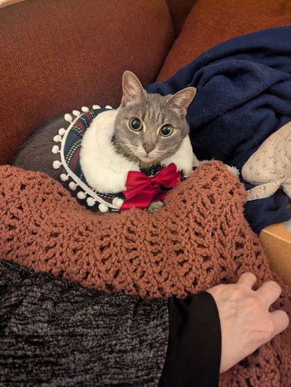 Have You Seen Leo? Cat