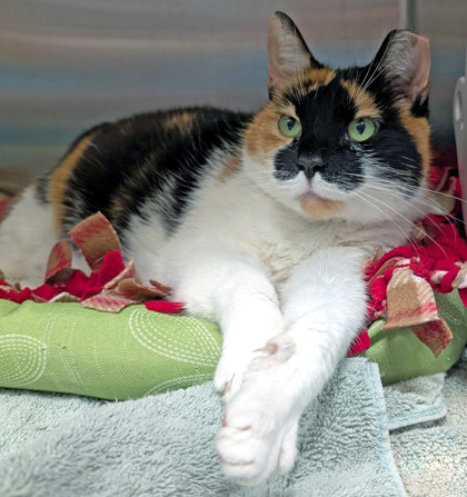 View Callie the Cat Photo #2