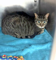 View Tatum (bonded To Cal)(at Smitten Kitten) the Cat Photo #1