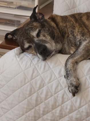 View Omni (in Foster) the Dog Photo #2