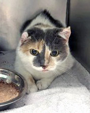 View Sassy (in Foster) the Cat Photo #2