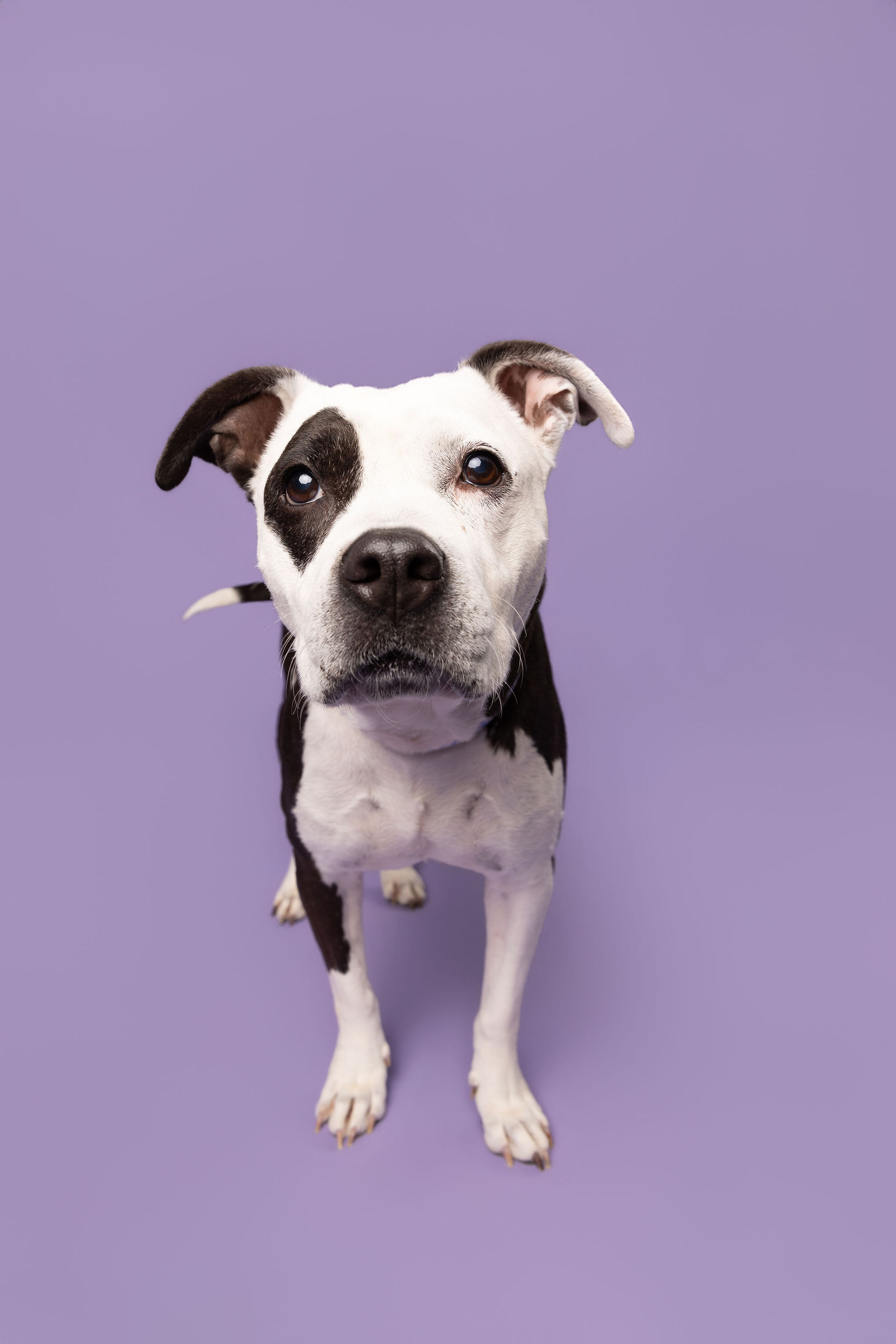 Learn More About Macey (in Foster) Macey (in foster)