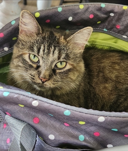 View Dottie the Cat Photo #2
